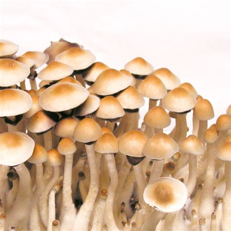 cubensis sporen|Shop 